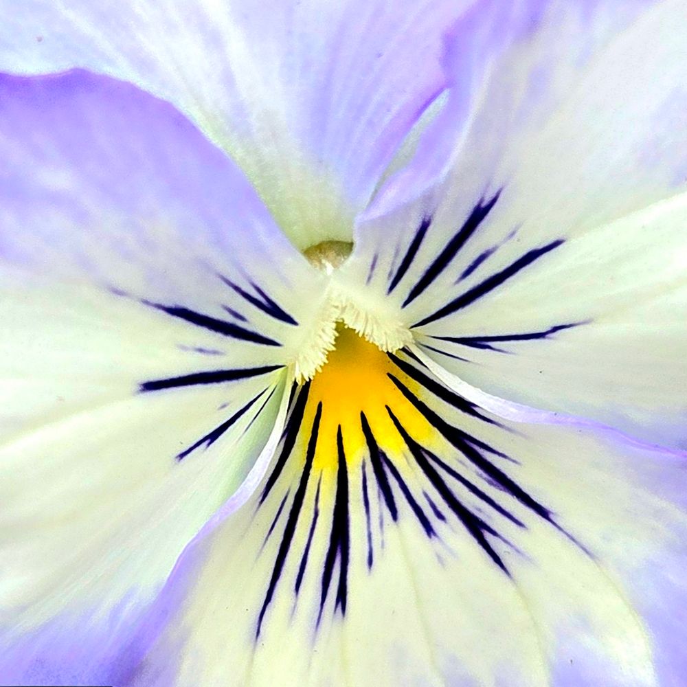 Close-up of a violet with white petals and dark, inky purple lines radiating from the center, and edged in a cool lavender. The center is a bright yellow. There are white brushlike hairs at the edge of the center