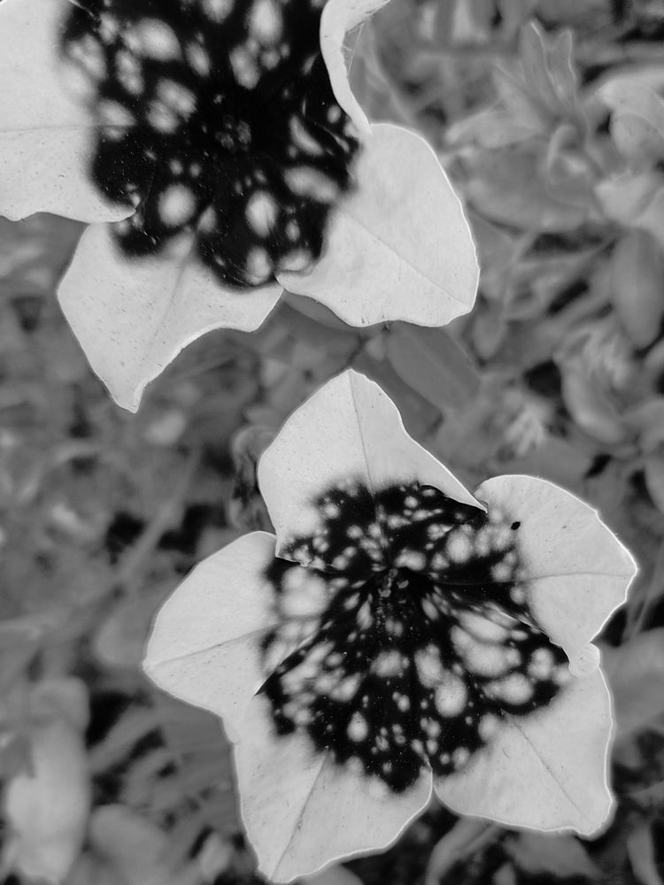 Black and white monochrome image of two glacier sky variety of petunia that look like the insides are portals to outer space. The outer part of the petals are white. Leaves are in the background. 