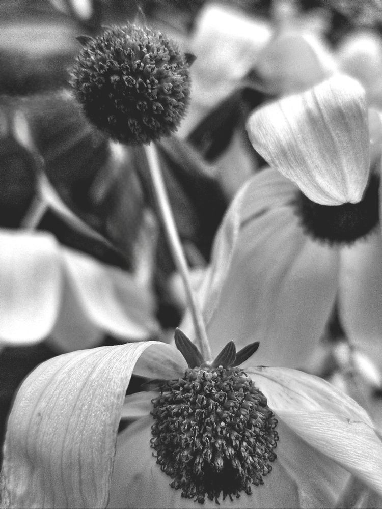 Two rudbeckia laciniata flowers, or green-headed coneflower in focus with a stem creating a direct line between the two. One is a seedhead with petals and the other above it is just the seedhead. There's a bokeh effect with other petaled flowers in the background. 