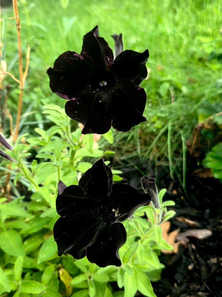 Two black magic variety of petunia with green grass and black mulch