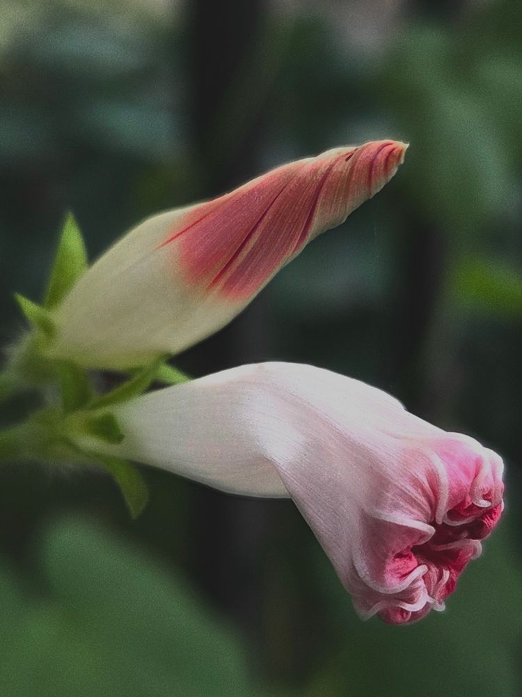 Two morning glory blooms in different stages of opening. One is in a tightly closed swirl, the other is just starting to open at the center. 