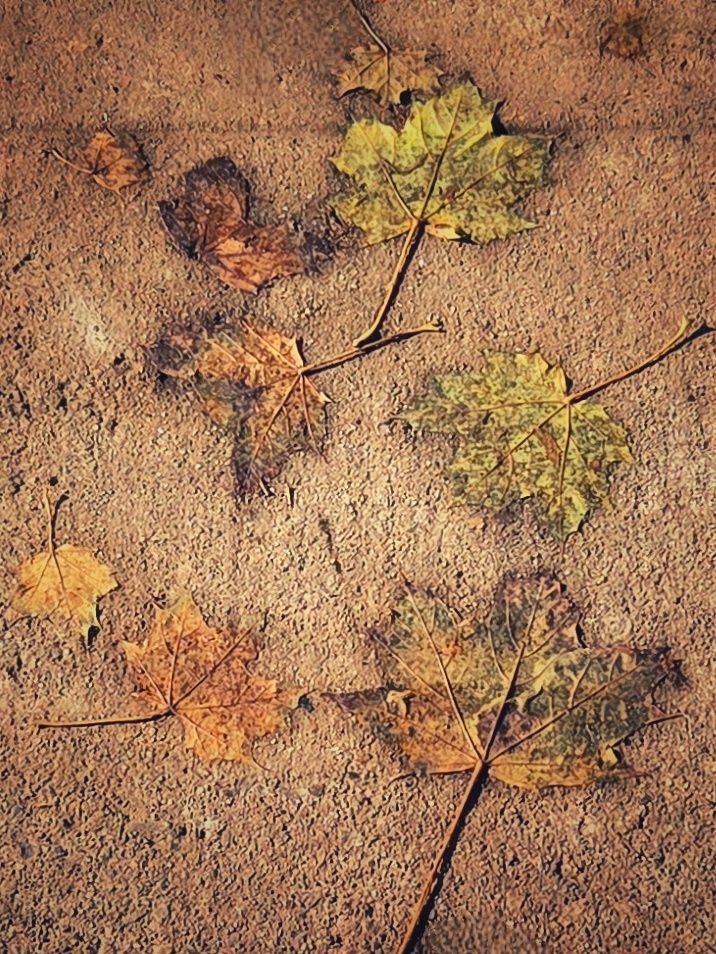 A sepia toned capture of wet autumn coloured maple leaves clinging to the sidewalk as if painted on. The stems are three-dimensional. 