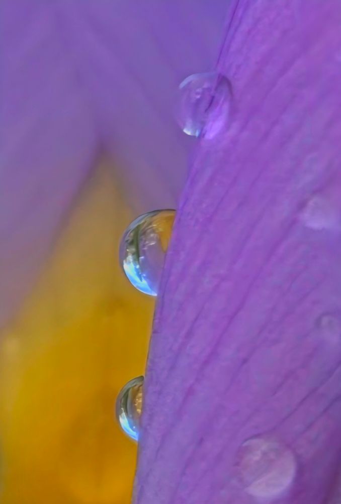 Macro of raindrops on an unfurled yellow and lavender crocus. The petal striations are apparent on the front flower. The raindrops are reflecting the colours of the flower with a little bit of green leaf. 