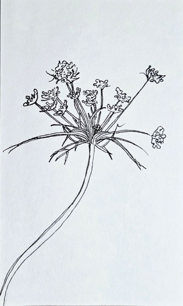 A single stem of opening daucus carota, also known as Queen Anne's lace or wild carrot. 