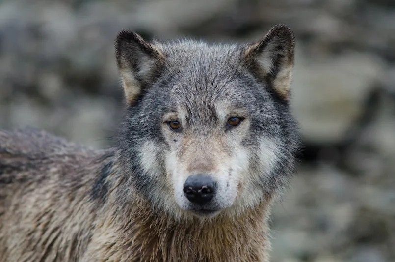 Photo of a sea wolf looking bedraggled and adorable after successfully pulling a crab trap from the water to eat the bait.