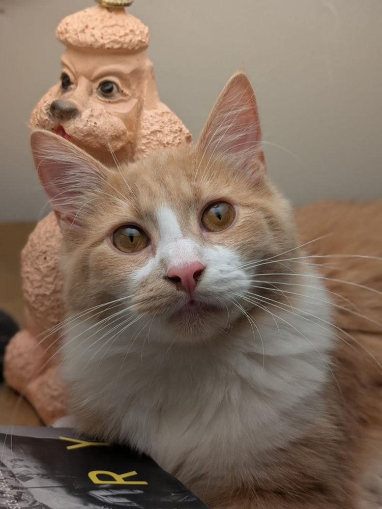 The same cat at just under six months. She has grown so big. She's getting a bit of that Ron Perlman face.