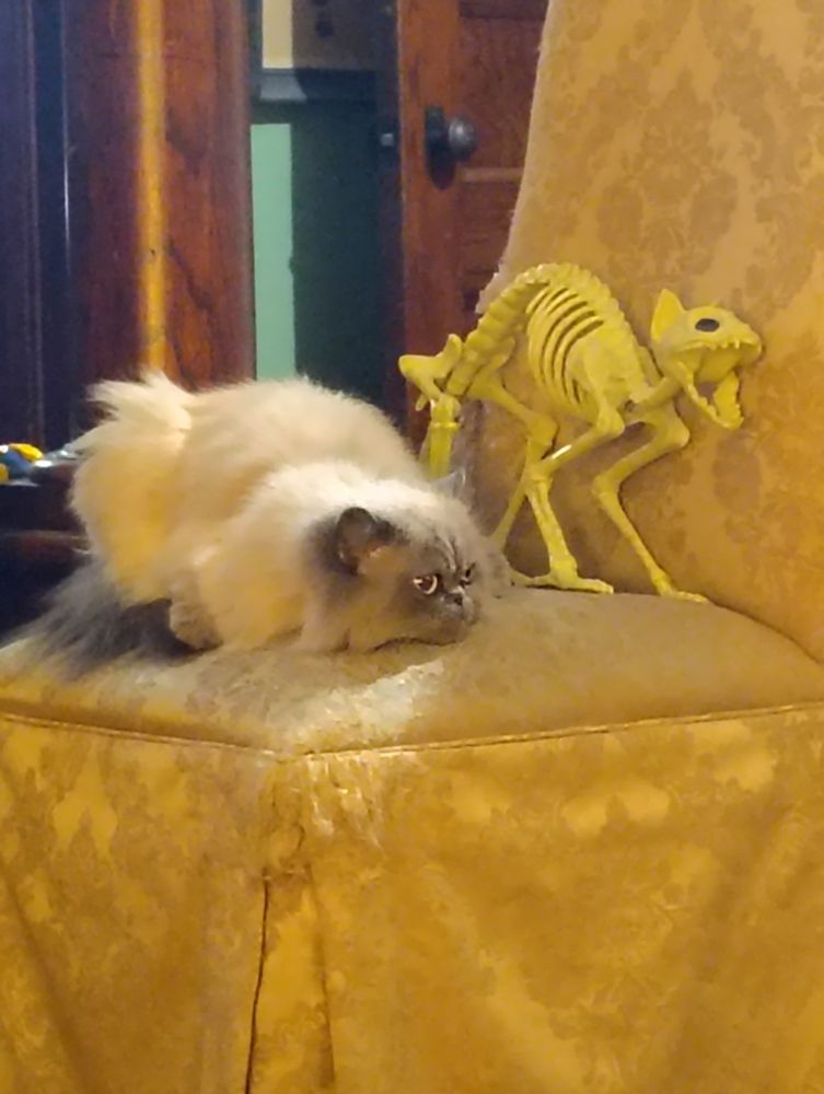 A Himalayan cat laying next to a plastic cat skeleton