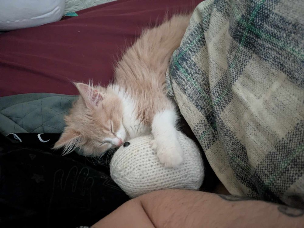 A photo of my tiny ginger kitten Mimo hugging a little crochet ghost while sleeping