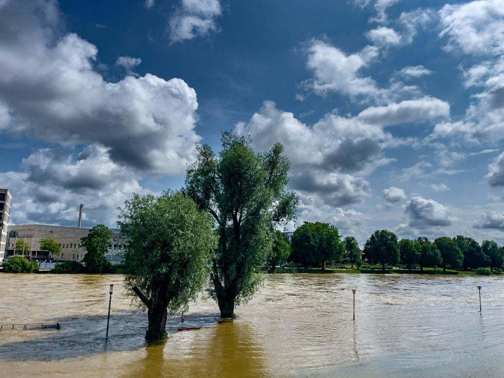 Flooded area in Europe with tree in water