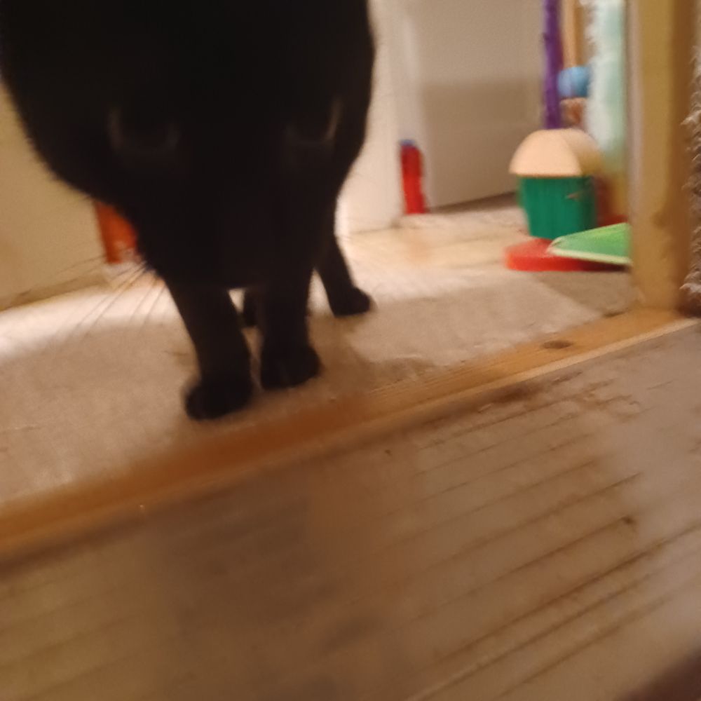 A pretty kitty for when Victoria returns.