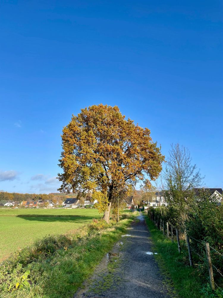 Ein herbstlich gefärbter Baum am Rande eines grünen Feldes unter blauem Himmel.