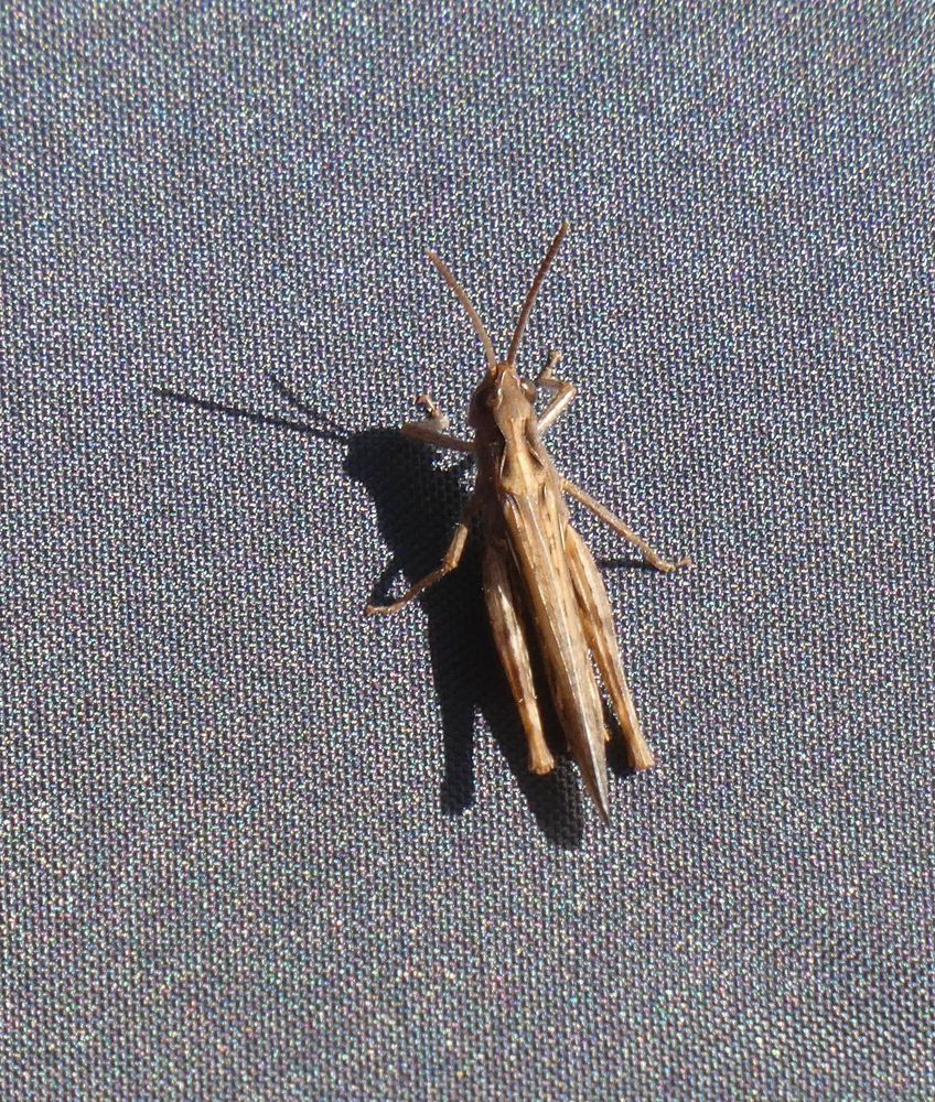 Field Grasshopper. This is sat on my bumbleshoot, which I'd put down to shoot the first Gatekeeper!