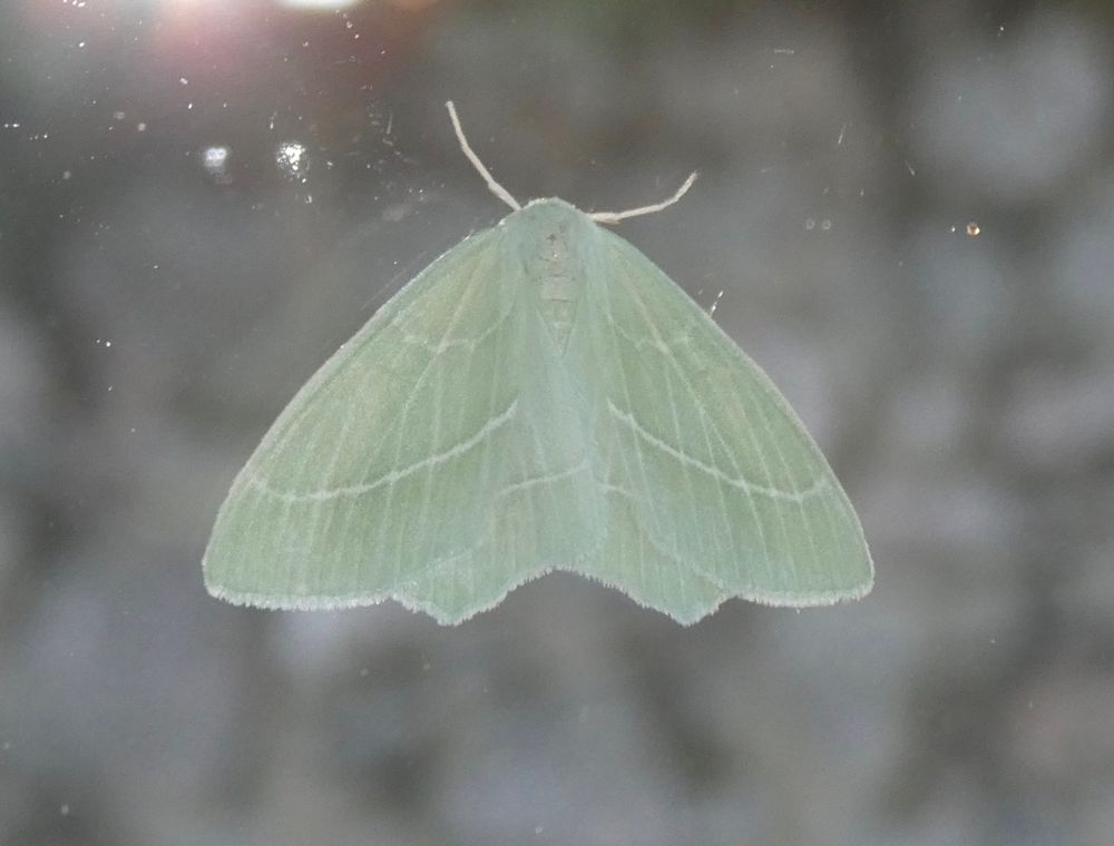 Small Emerald. Less than annual here; we mostly get Light Emerald.