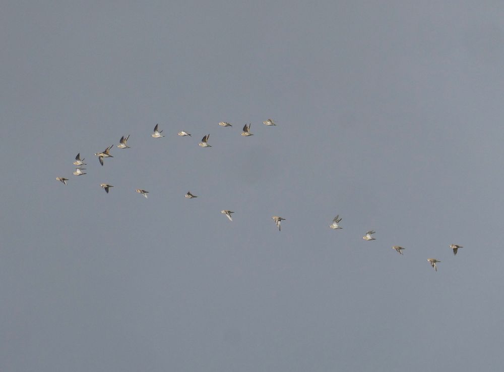 A V of Golden Plover over the Dart valley.