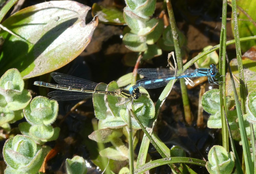 Southern Damselfly female and male in tandem.