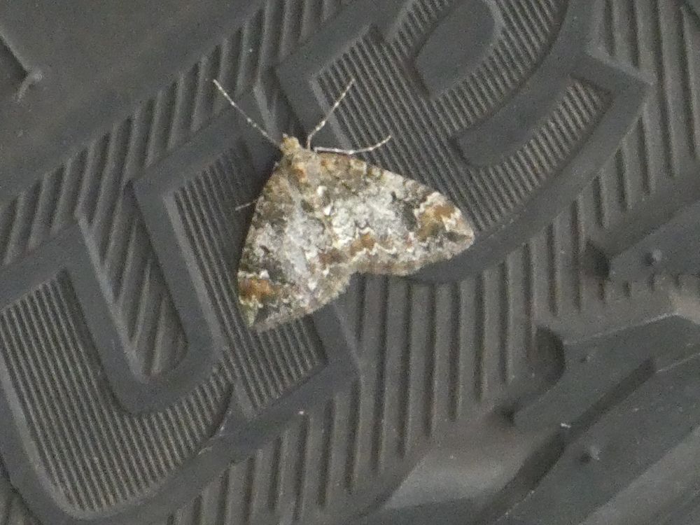 Common Marbled Carpet.
Not a great pic, but even more variation.