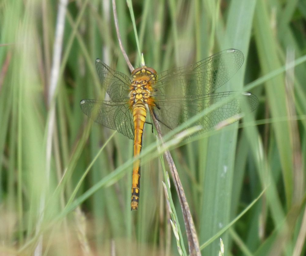 Body looks pretty adult, but the pale pterostigma show she's still immature.