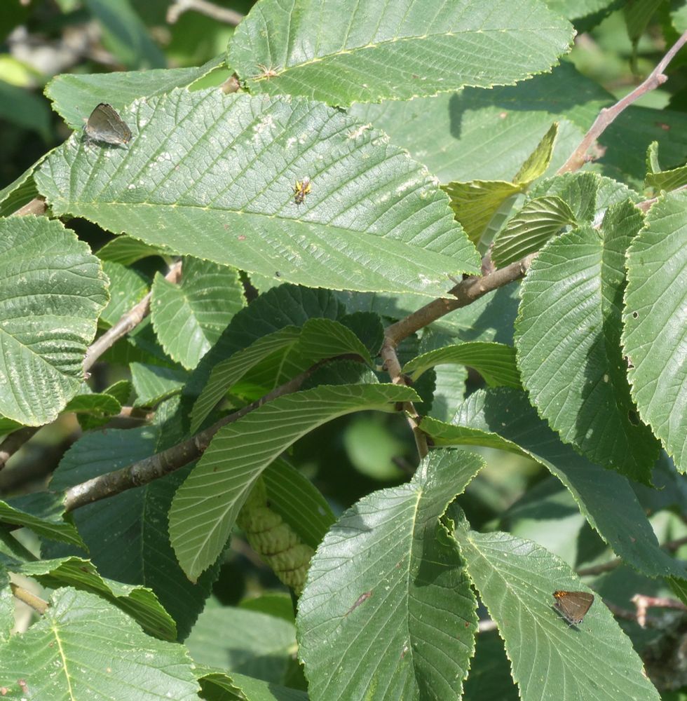 Spot the wildlife!
White-letter and Purple Hairstreaks, Andrena sp. bee, and a Philodromus sp. spider