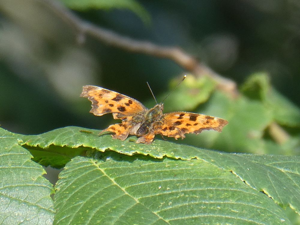 Comma