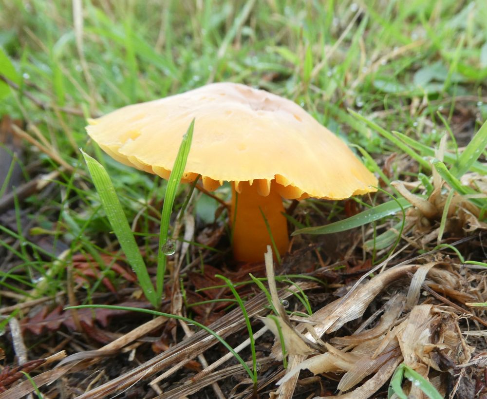 Hygrocybe reidii