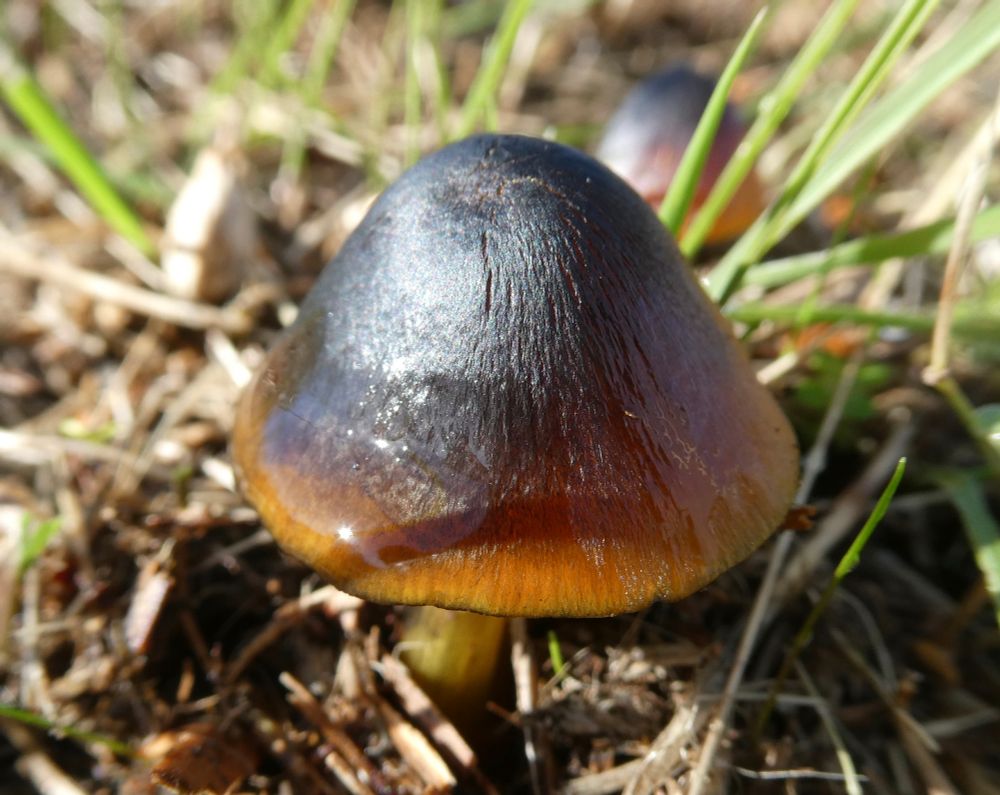Blackening Waxcap, slightly damp after a frisky shower, but that only adds to it.