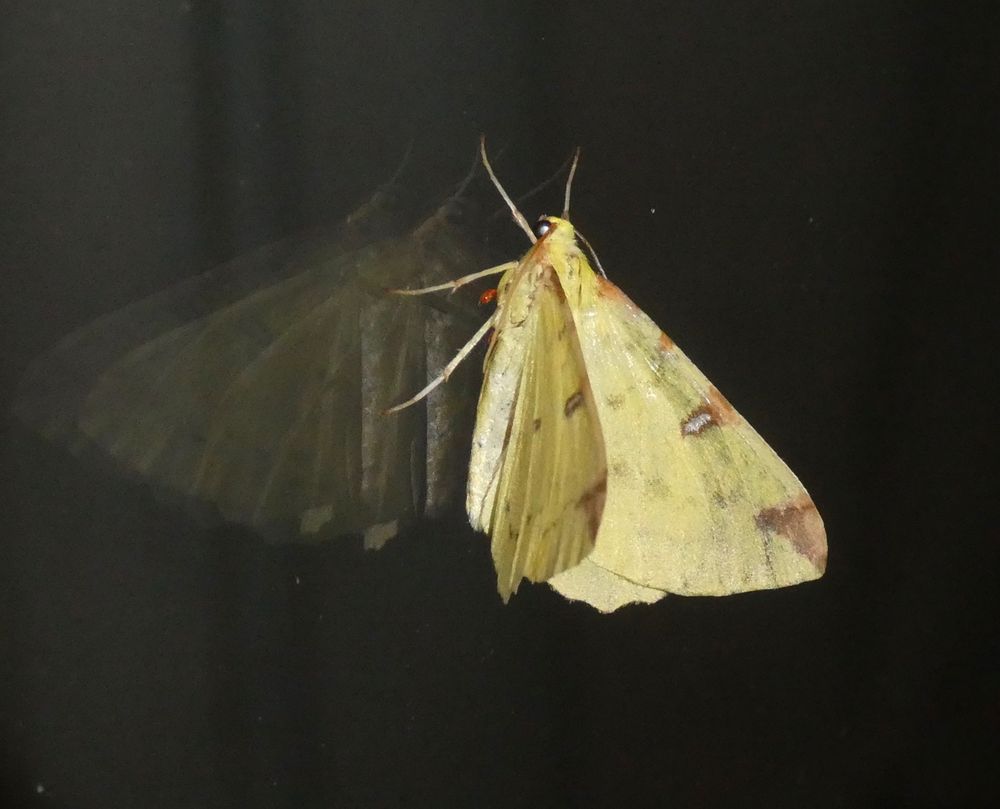 Brimstone Moth, with mite!