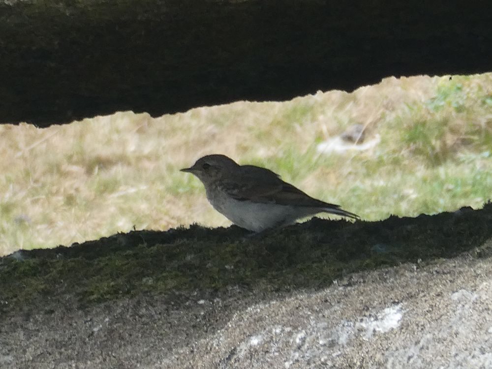 Wheatear under a rock!