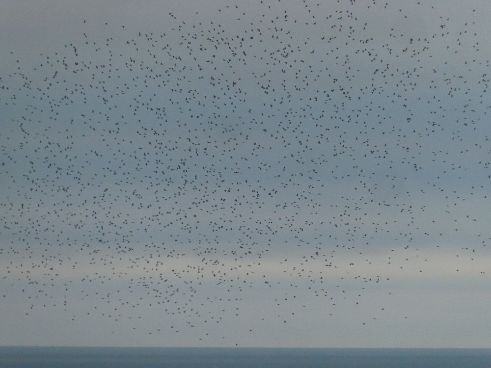 No, those aren't Starlings...