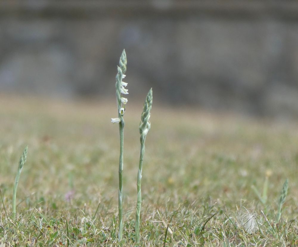 Autumn Lady's Tresses.
Big fan of these!

From the garden of someone with too much money and not enough restraint with the mower, alas, so they're unlikely to be seen for long...
{None found on the Nose, which is very parched.}