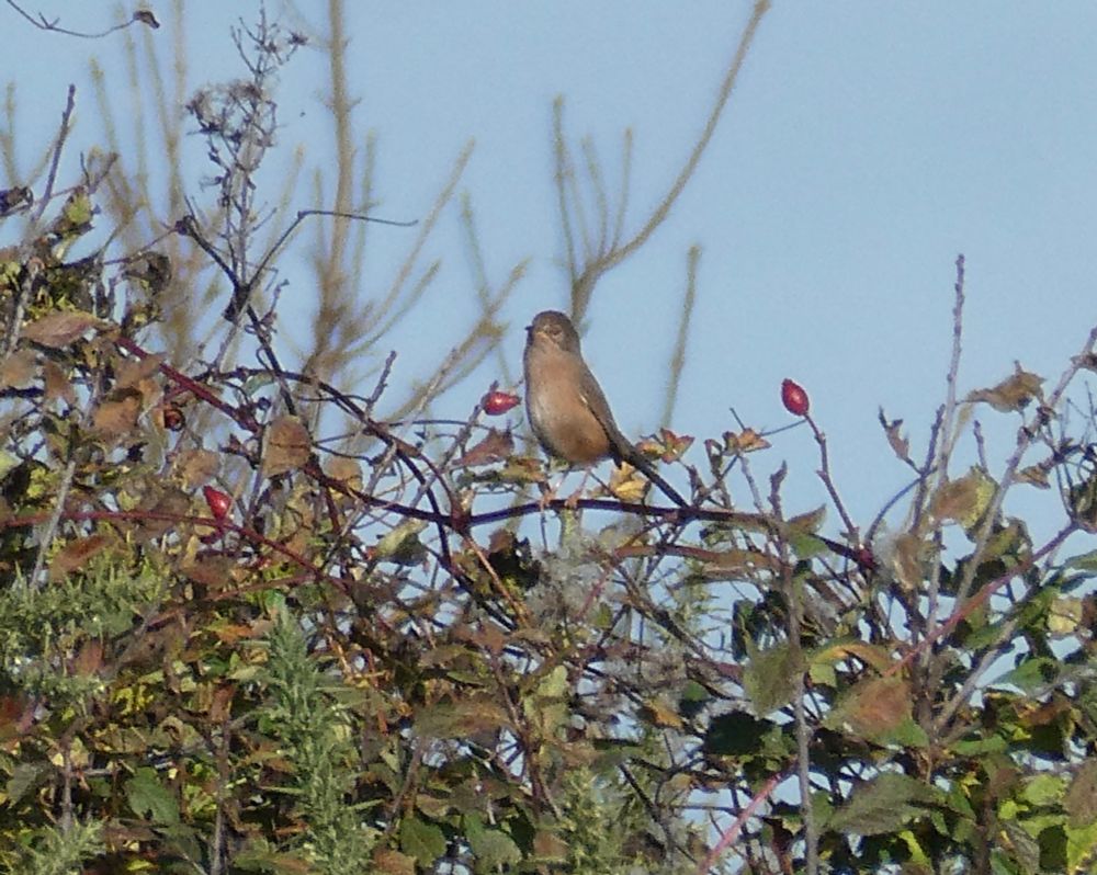 1w - possibly male on what sounded like subsong plus aggro vs Robin - Dartford Warbler, at the Nose!