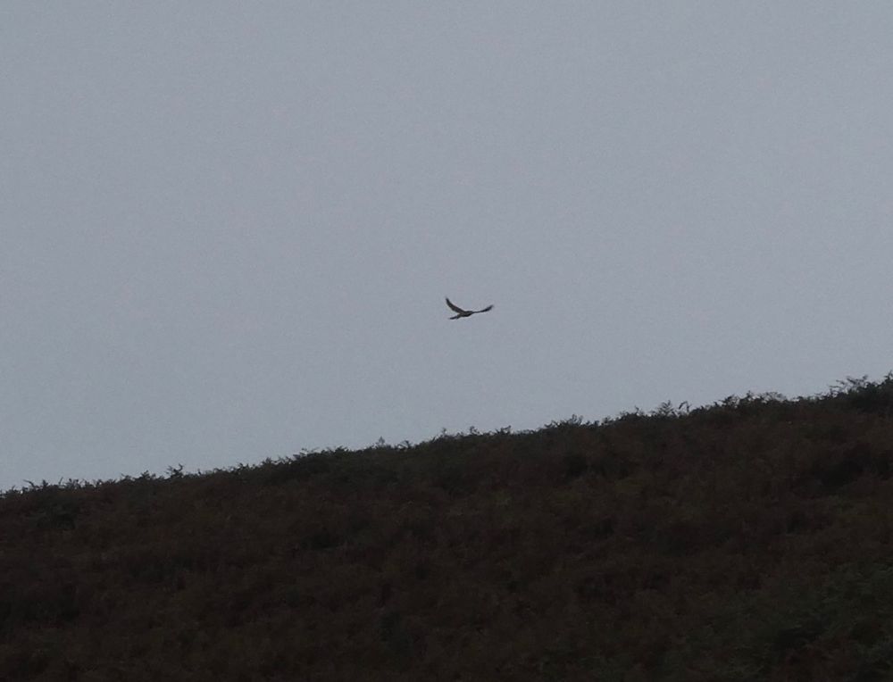A bird of some sort, having seen me at close range, decides legging {winging?} it is better than risking being put up on here and being mocked by all the other {SPECIES REDACTED}