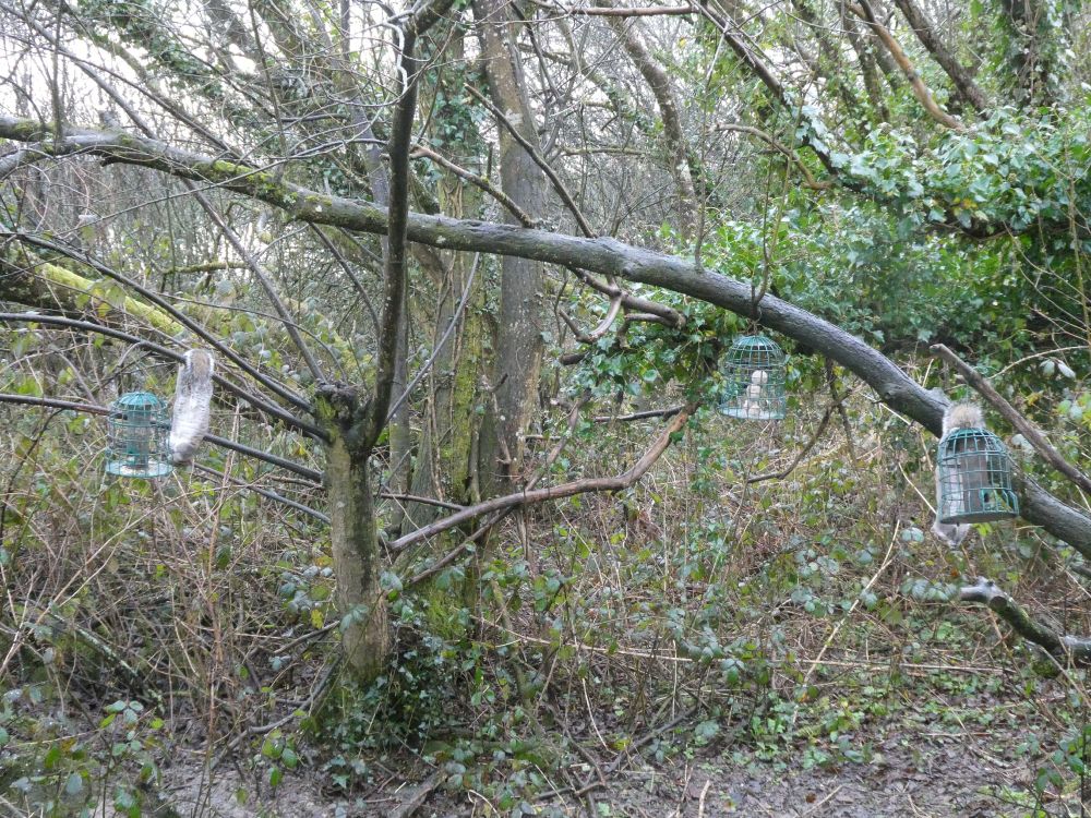 'Squirrel-proof feeders', eh?