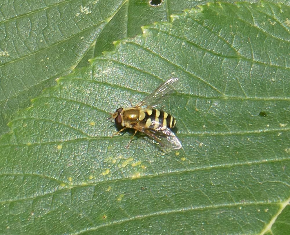 Syrphid hoverfly sp. Female.
Nothing rare, anyways.