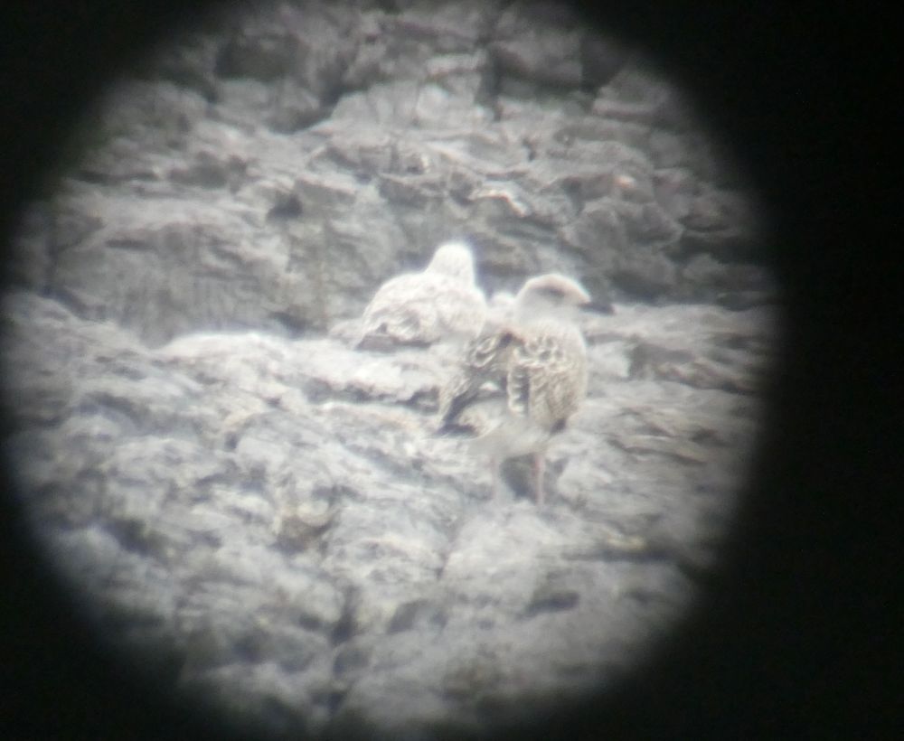 Another awful digiscope shot, this time it's a Yellow-legged Gull on the Lead Stone {plus snoozing Herring, of course}