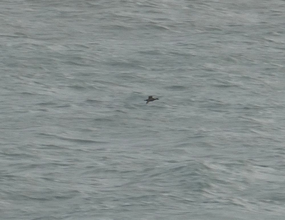 Common Scoter shot well enough to identify to species, gender, and age.
{Sign of the apocalypse, I tells you...}