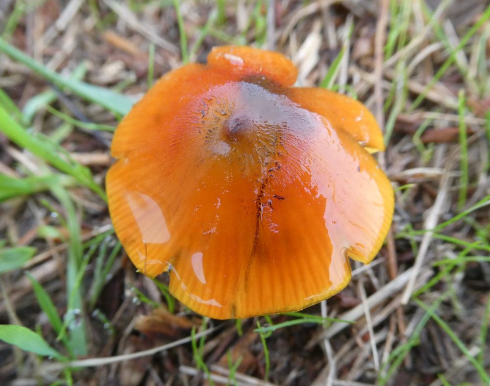 Also Blackening Waxcap. The variation is impressive.