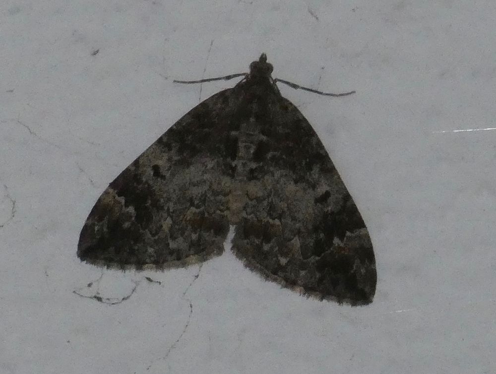Common Marbled Carpet.
Another poor photo - I tried for better but it wasn't having it - but this is indeed a very dark individual.
