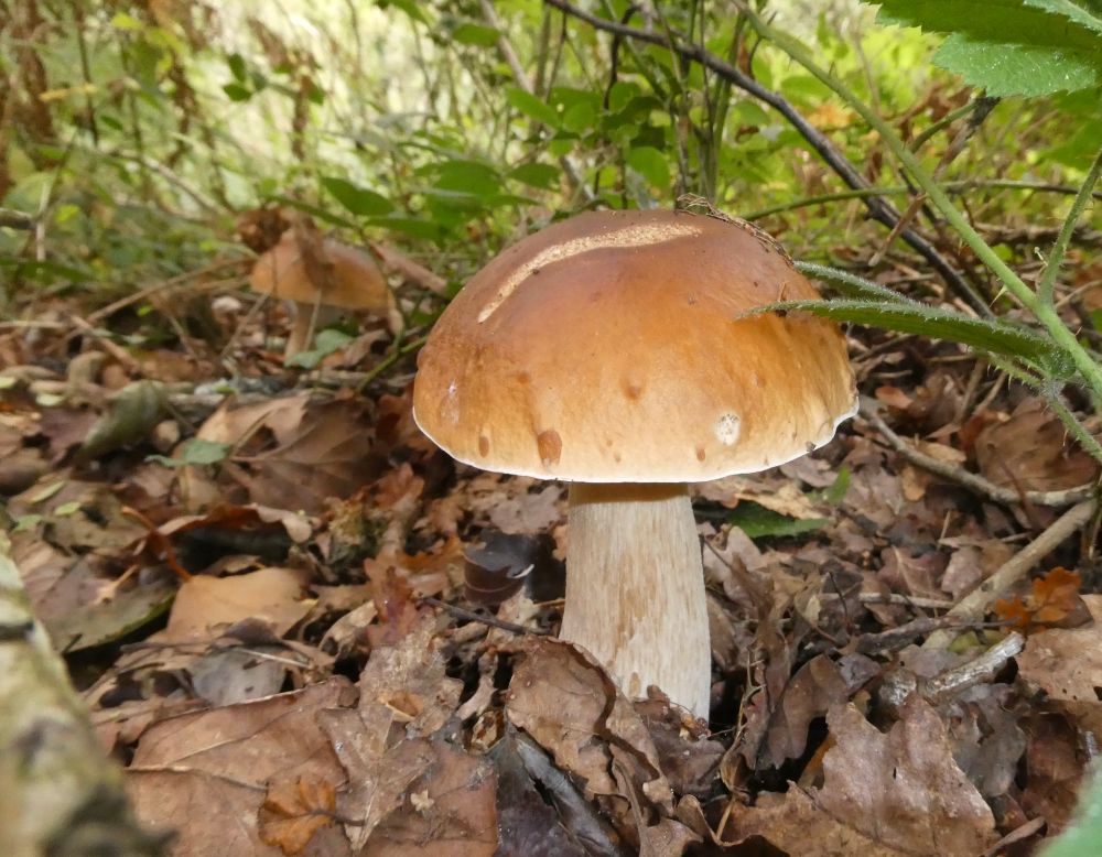 Cep, the most famously edible of the Boletes. These two are sensibly hiding under Brambles!