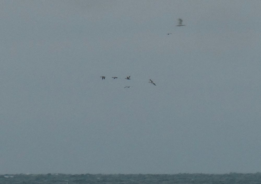 3 Red-breasted Merganser, with photobombing Gannet and Herring Gulls, heading North; towards the Teign or the Exe, though??