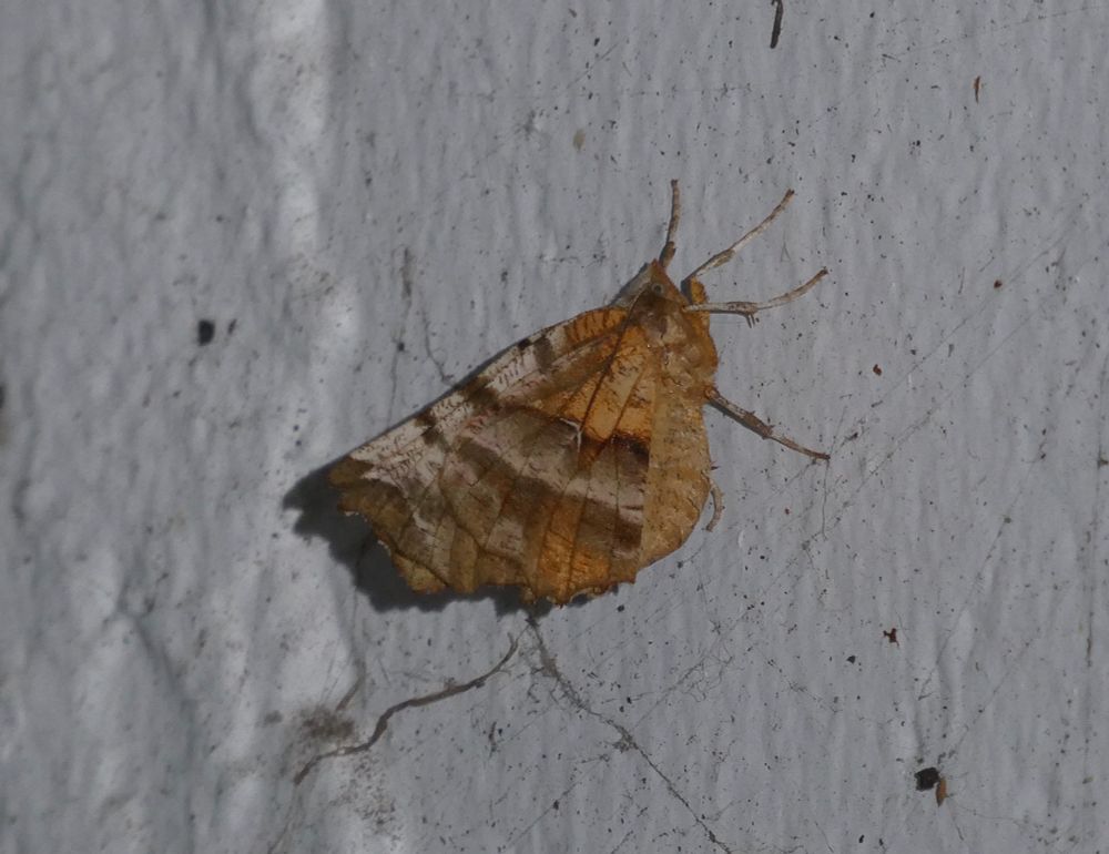 Early Thorn, 2nd gen.