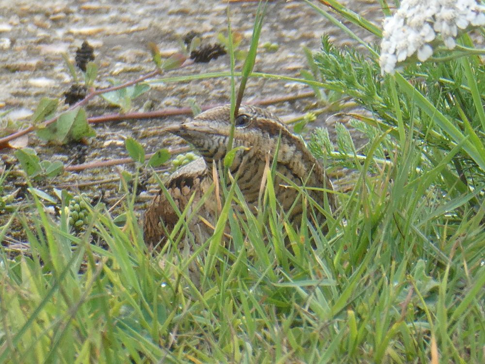 Approaching ground predator sees.. A snake!! 