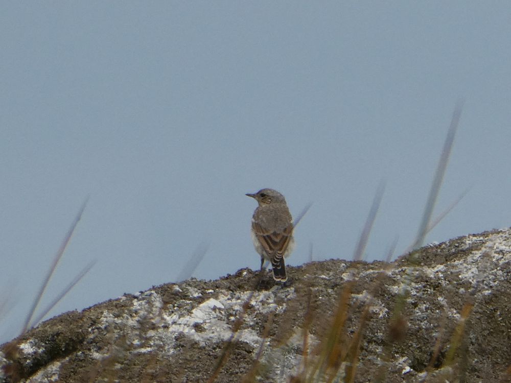 Wheatear onna rock. Uncropped.
Much less showy, this one.