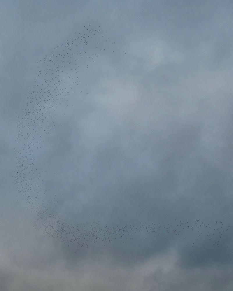 Flocks would build up, swirling like murmurating Starlings, often overhead.