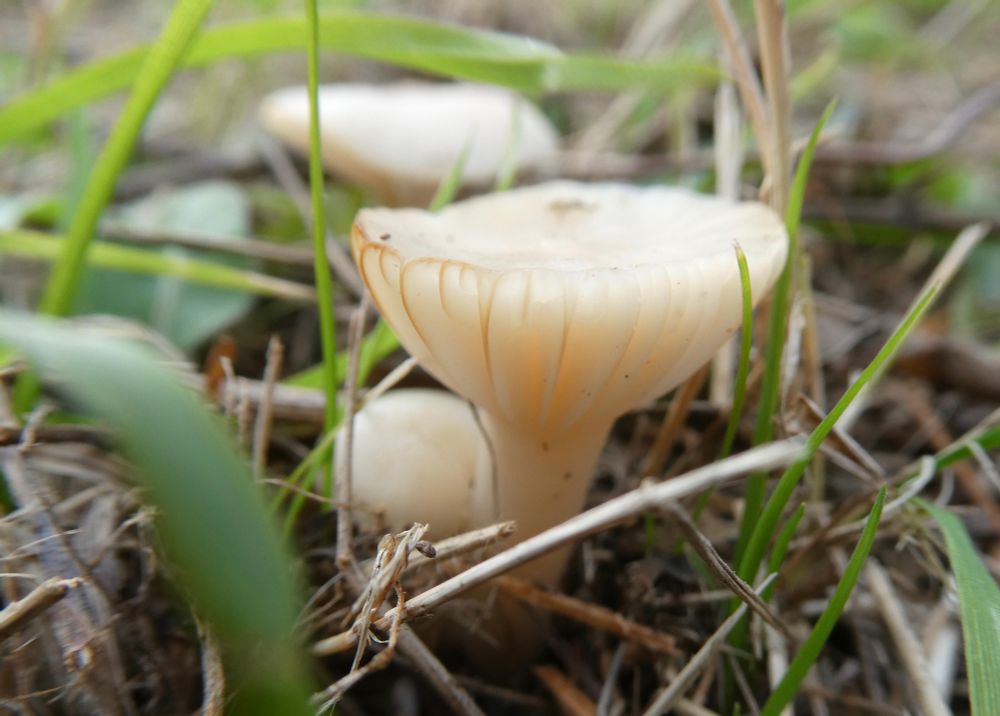 Snowy Waxcap. Curiously, it is Snowy that goes brown, while Cedarwood stays white.. Note characteristic shape.