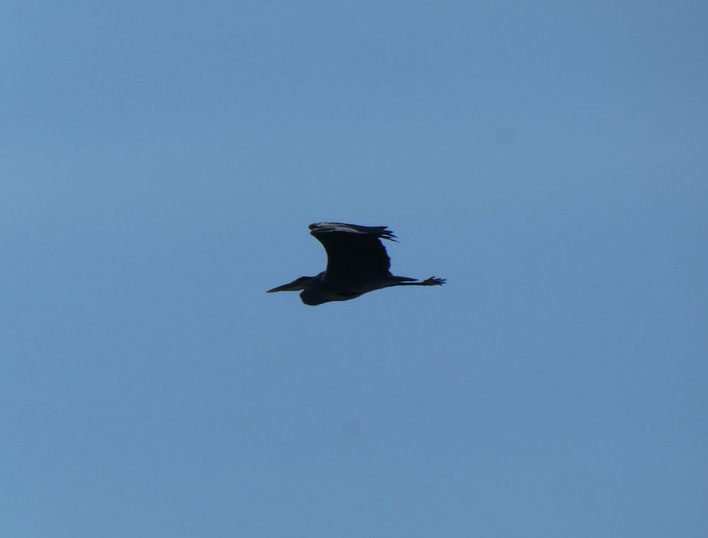 It's only a Grey Heron... Bugger.
Came in from Lyme Bay, and angled north along the coast.