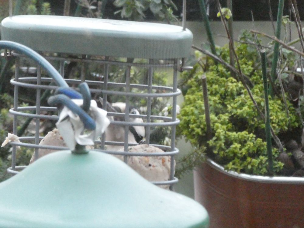 Playing peekaboo with a female {trust me} GSW