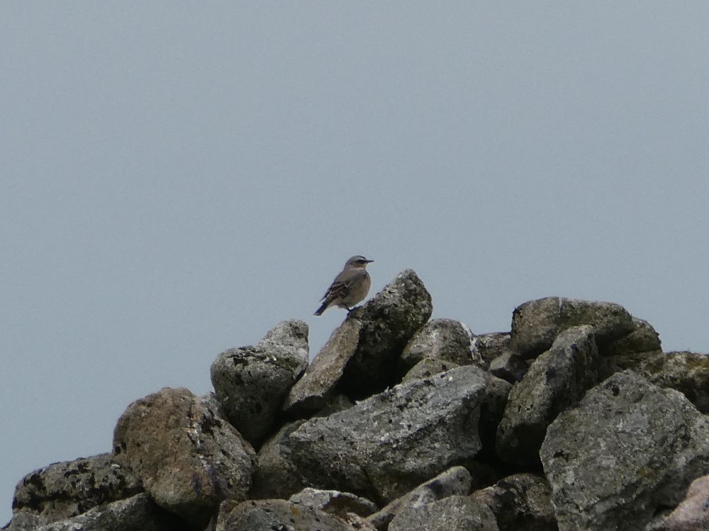 Wheatear on a bunch of rocks!