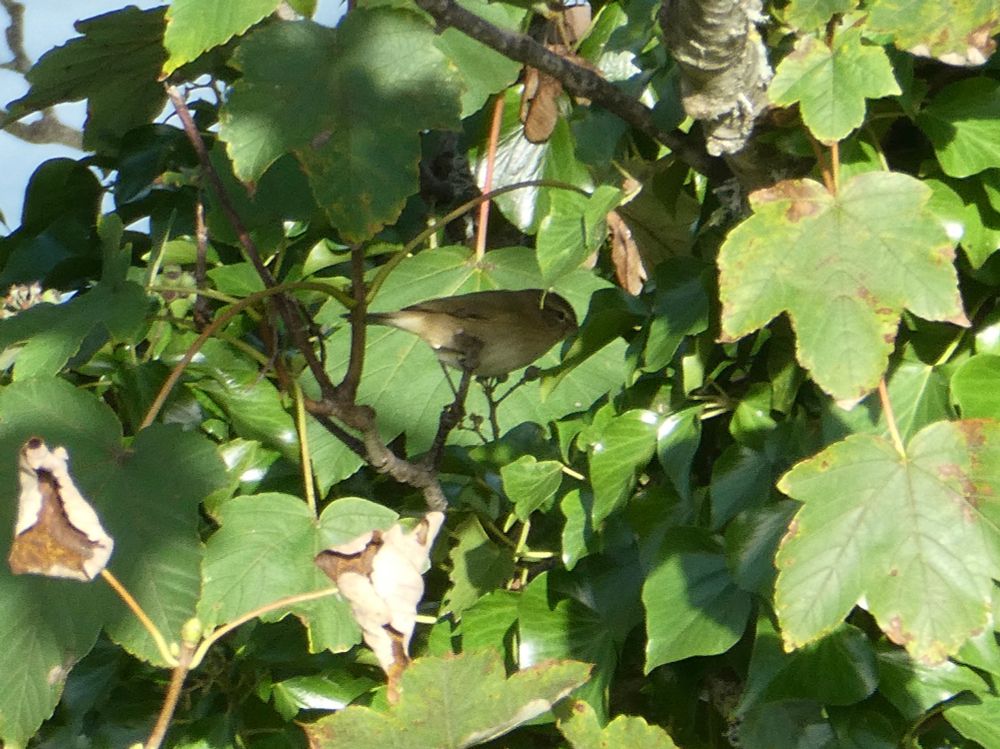 I'll stop you right there. Itsa Chiffchaff.