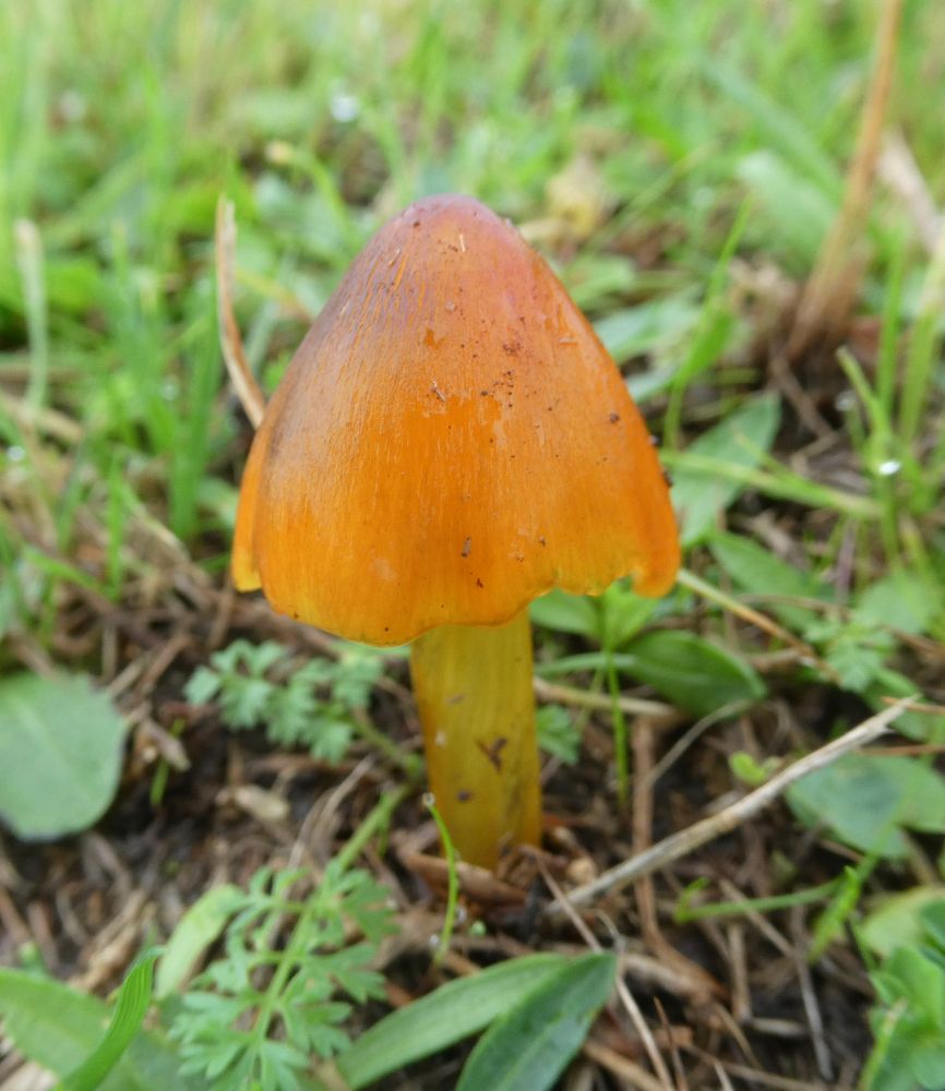 Blackening Waxcap, the twisting fibres of the stem, there.