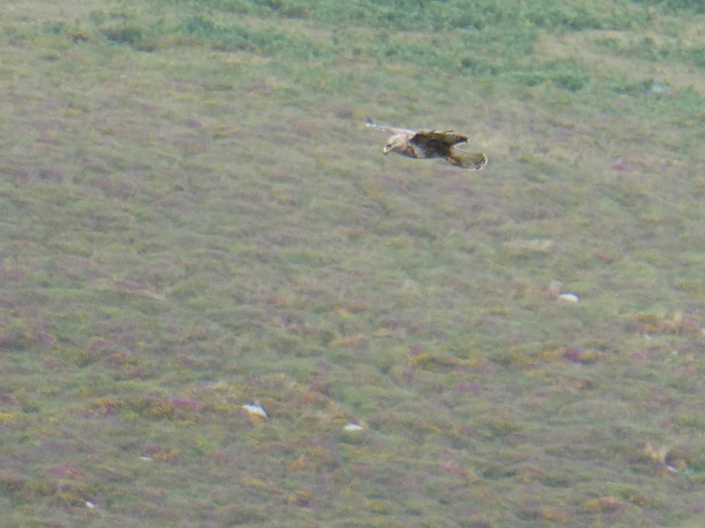 Buzzard on the breeze.